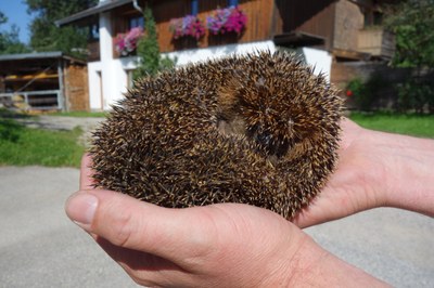 igel