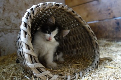 Katze im Korb